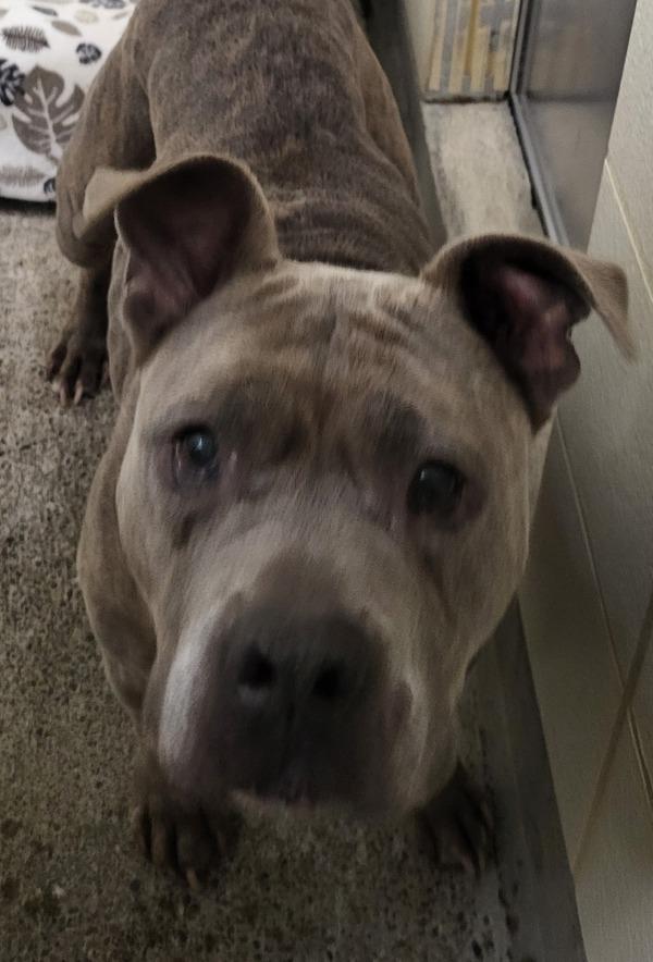 Sasha, a Adoptable mixed breed in Silverdale, WA image 5/5