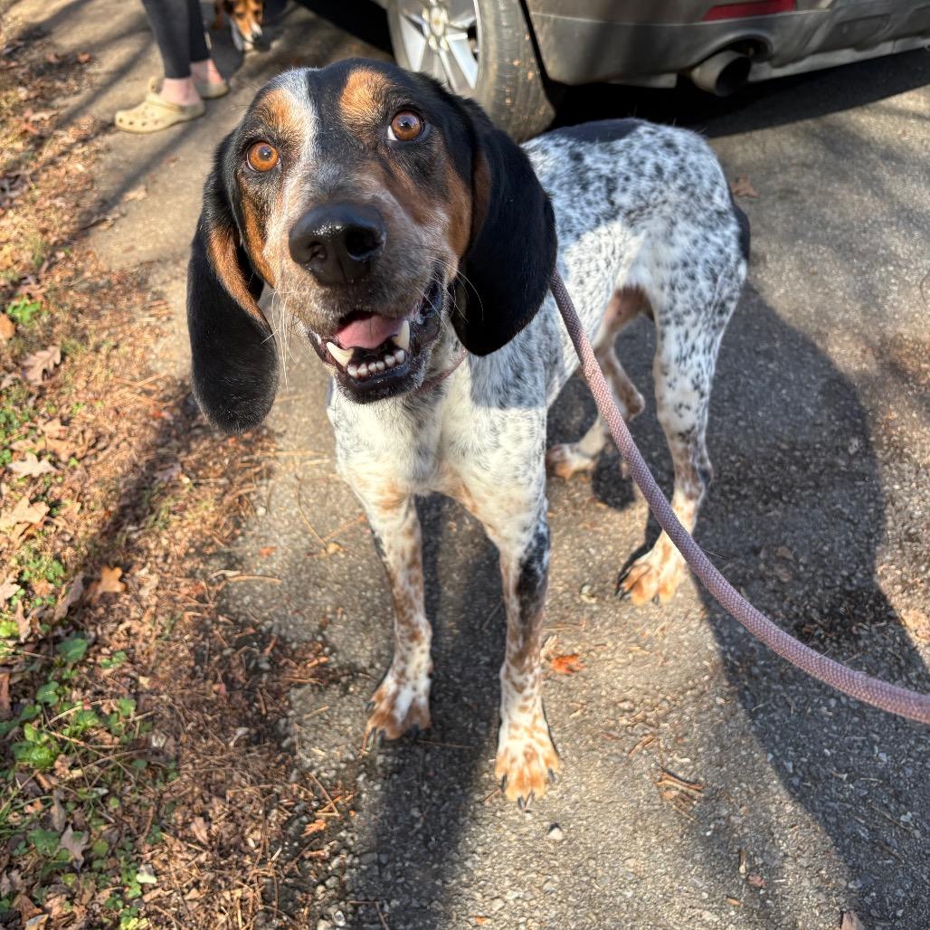 Rubix, Adoptable, Adult Male Bluetick Coonhound.