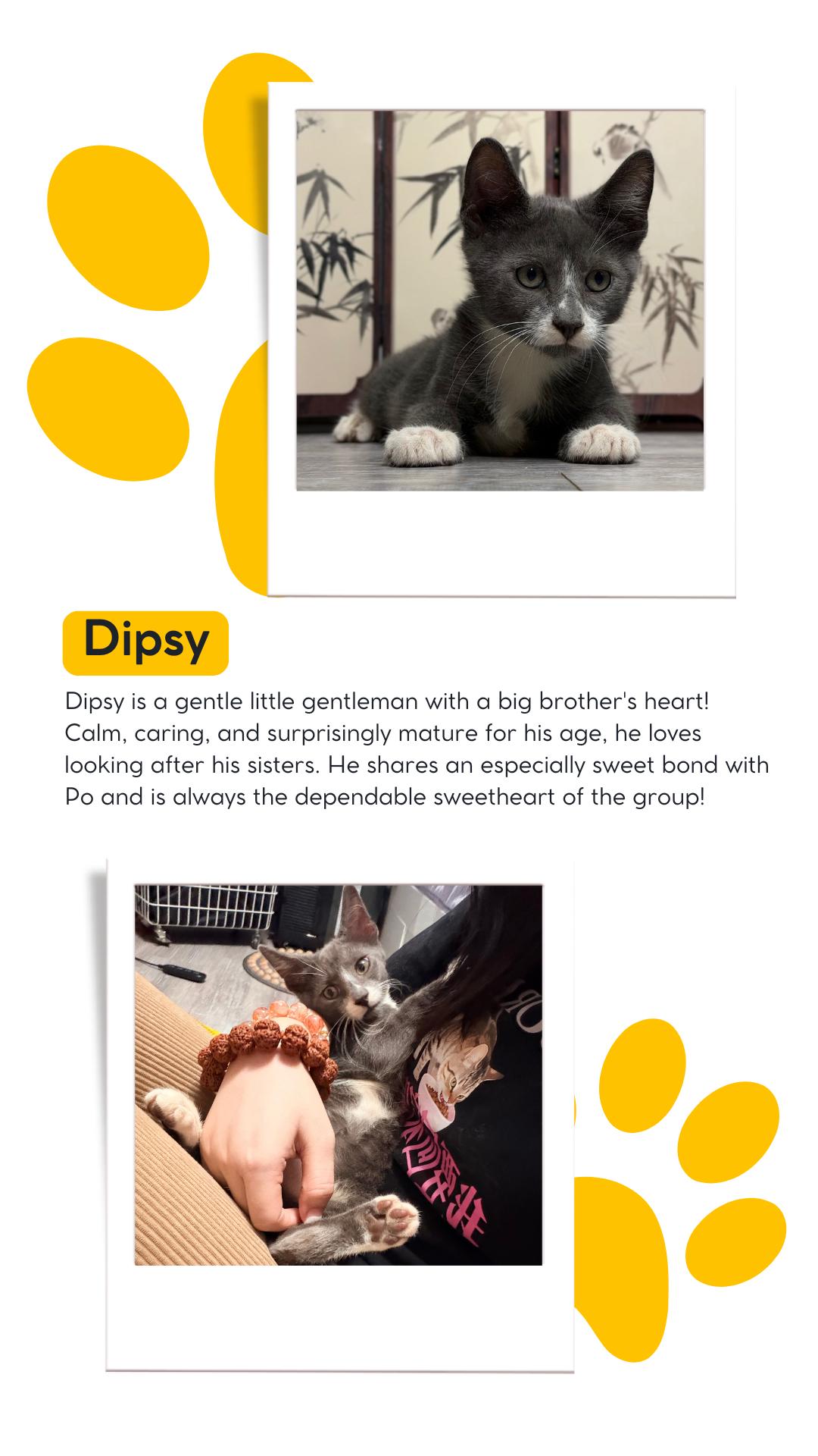 Enlarge The Teletubbies Litter, a Adoptable Domestic Short Hair in Weehawken, NJ image 3/5