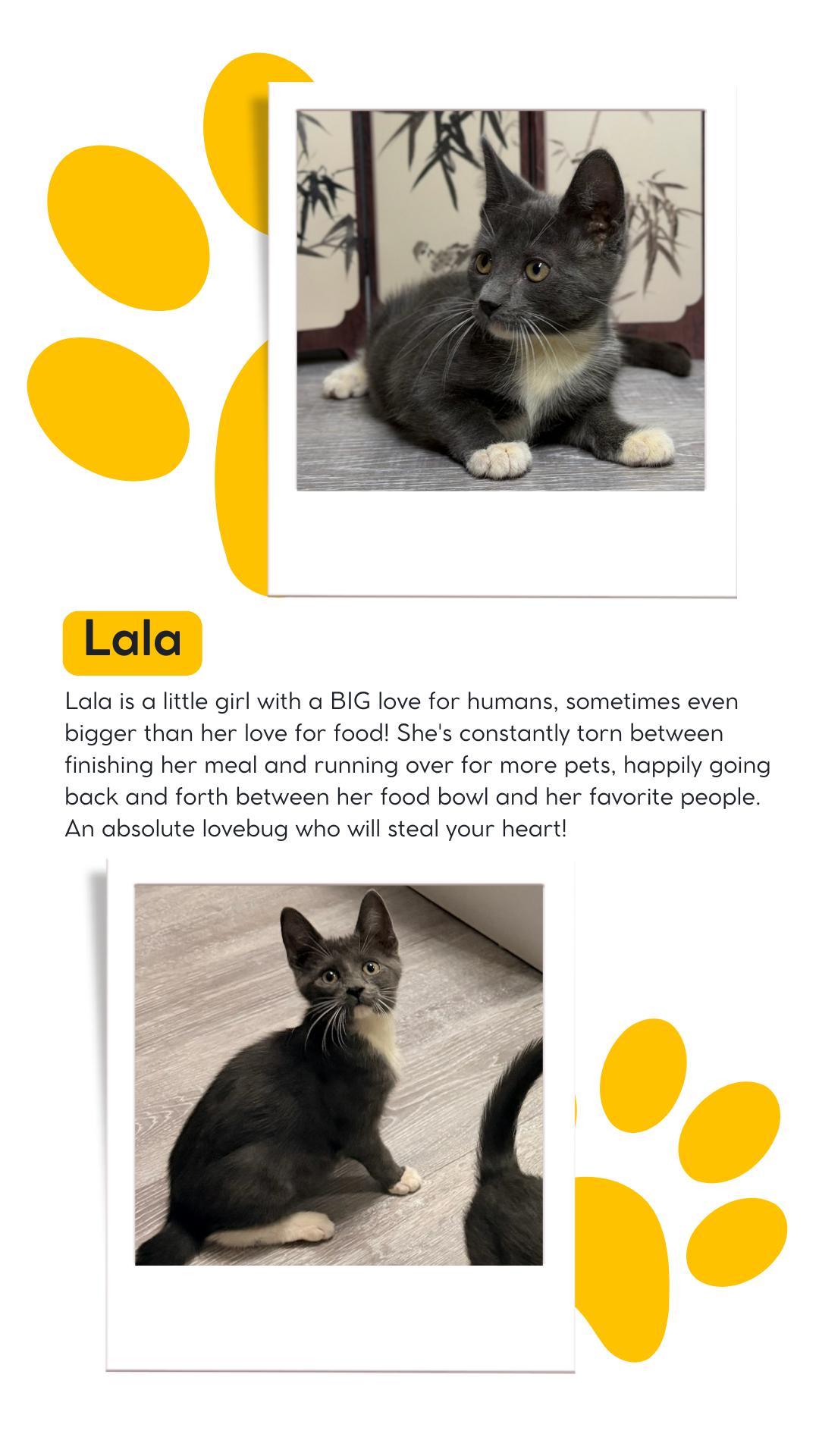 Enlarge The Teletubbies Litter, a Adoptable Domestic Short Hair in Weehawken, NJ image 4/5
