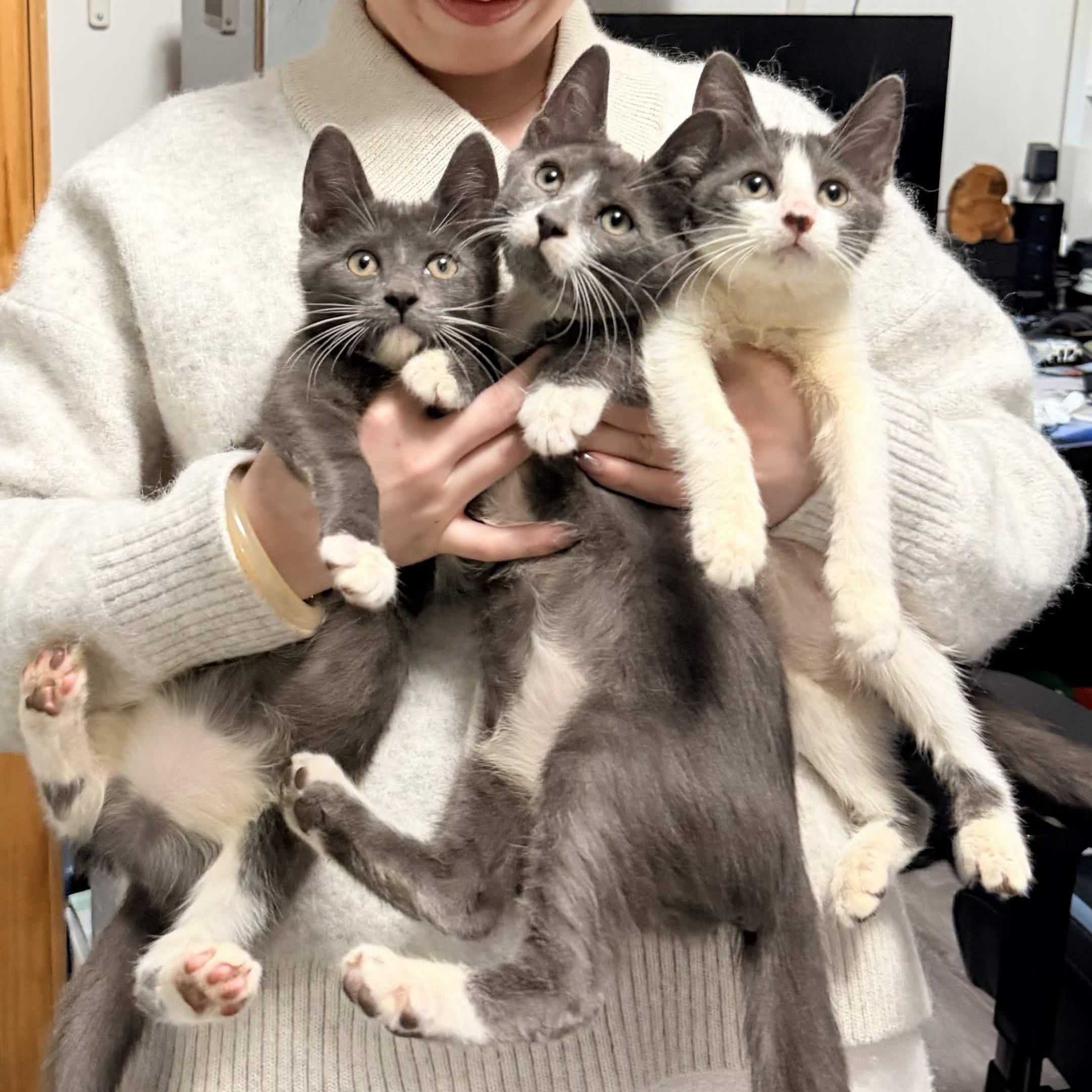 Enlarge The Teletubbies Litter, a Adoptable Domestic Short Hair in Weehawken, NJ image 1/5