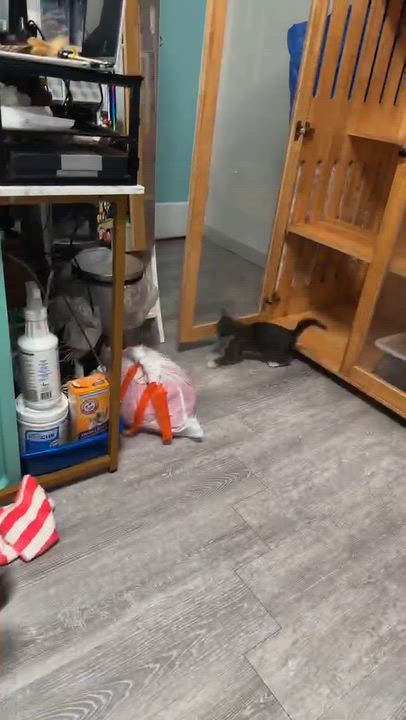 Enlarge The Teletubbies Litter, a Adoptable Domestic Short Hair in Weehawken, NJ video 2/5