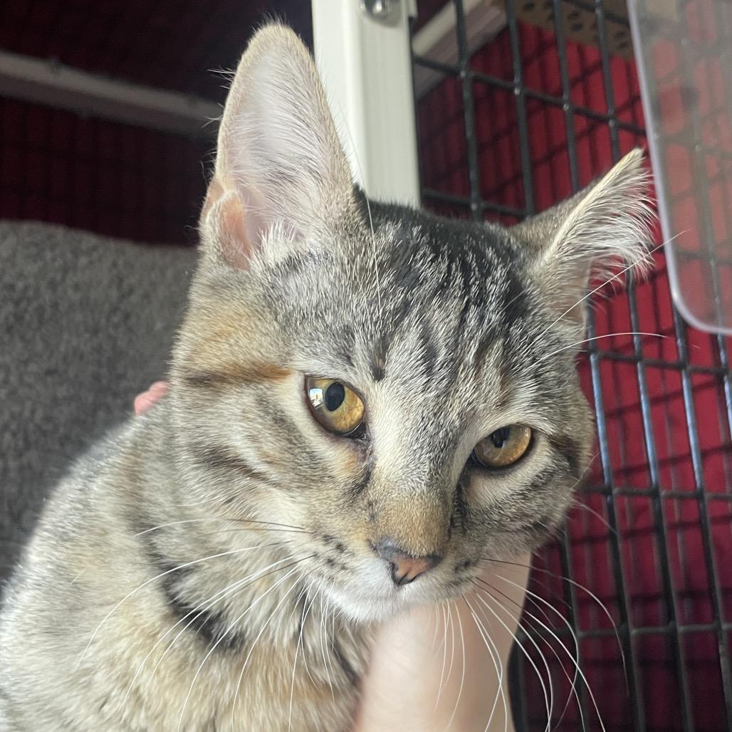 Enlarge Yoonchae, a Adoptable Domestic Short Hair in Chicago, IL image 1/1