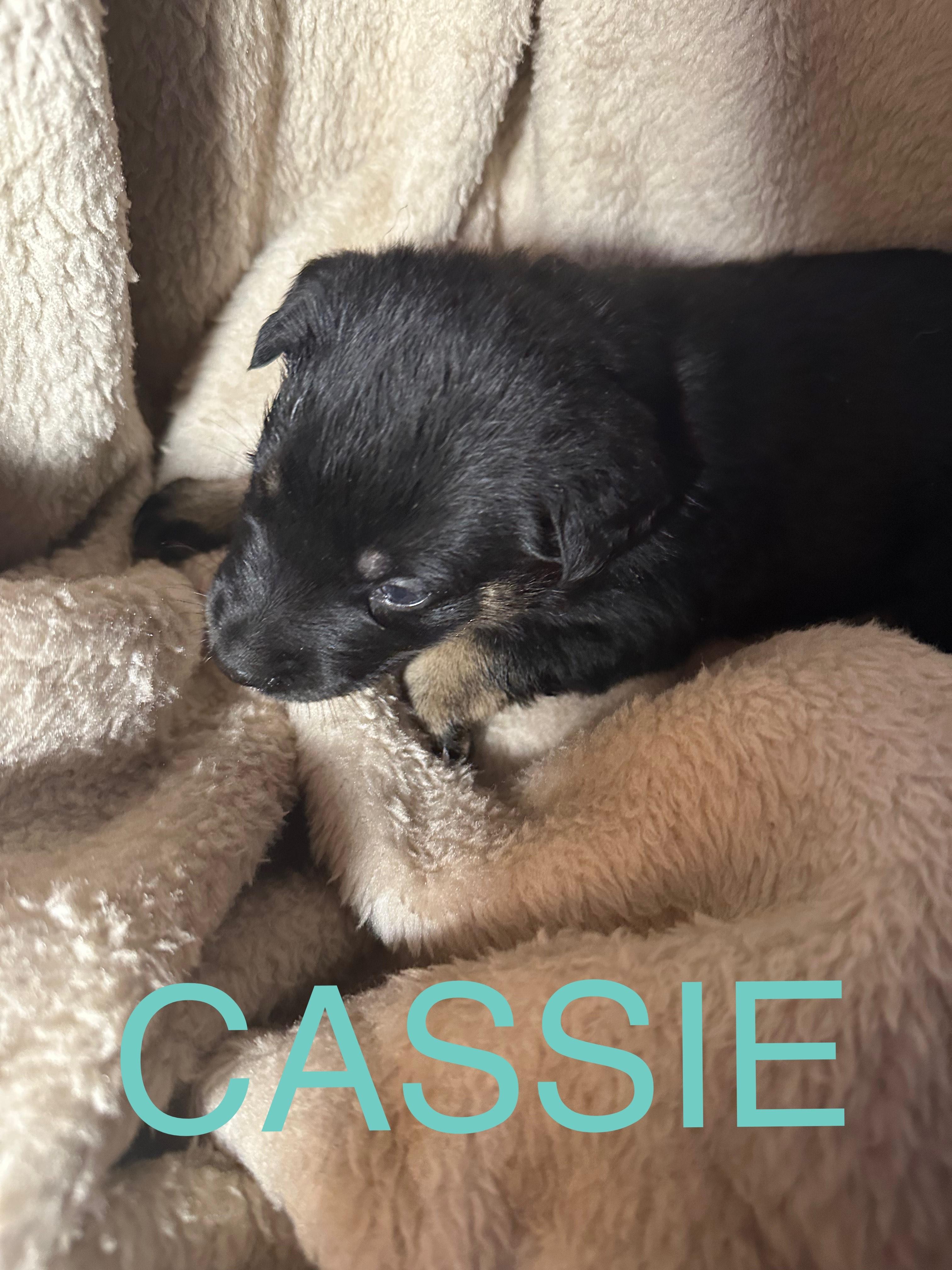 Cassie, an adoptable German Shepherd Dog, Rottweiler in Winnipeg, MB, R2C 3A4 | Photo Image 1