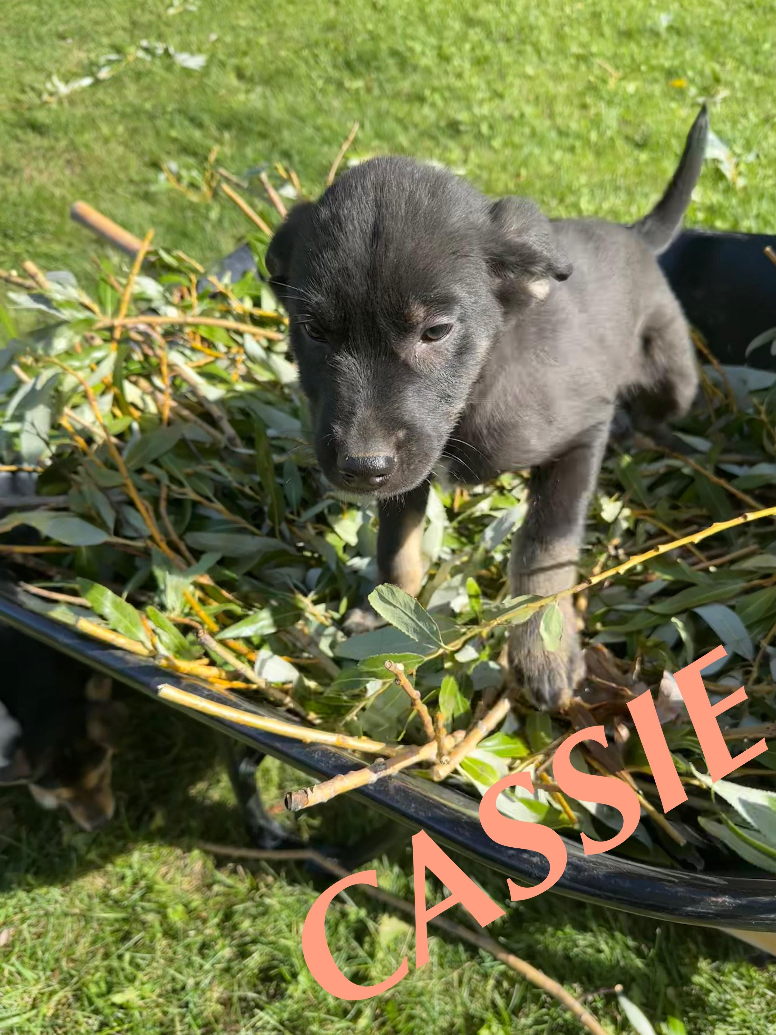 Cassie, an adoptable German Shepherd Dog in Winnipeg, MB, R2C 3A4 | Photo Image 5