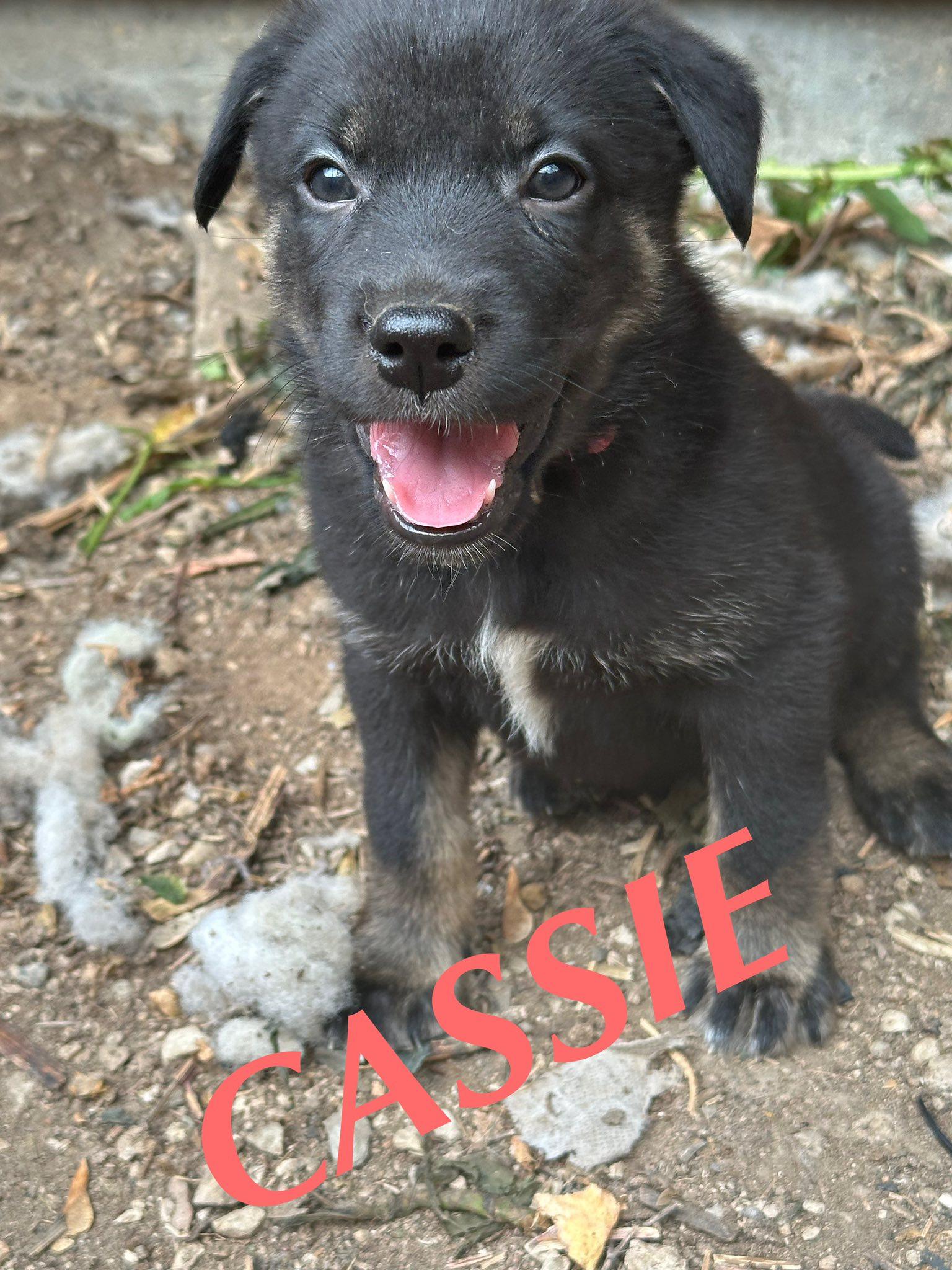 Cassie, an adoptable German Shepherd Dog in Winnipeg, MB, R2C 3A4 | Photo Image 3