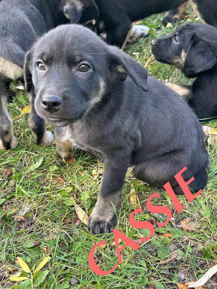 Cassie, an adoptable German Shepherd Dog in Winnipeg, MB, R2C 3A4 | Photo Image 4