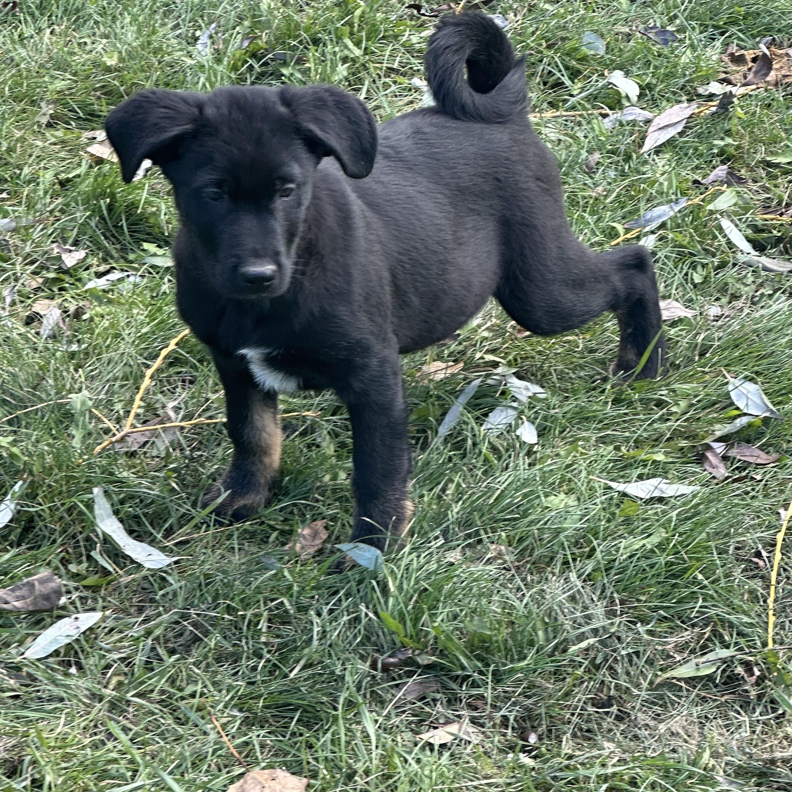 Cassie, an adoptable German Shepherd Dog in Winnipeg, MB, R2C 3A4 | Photo Image 1