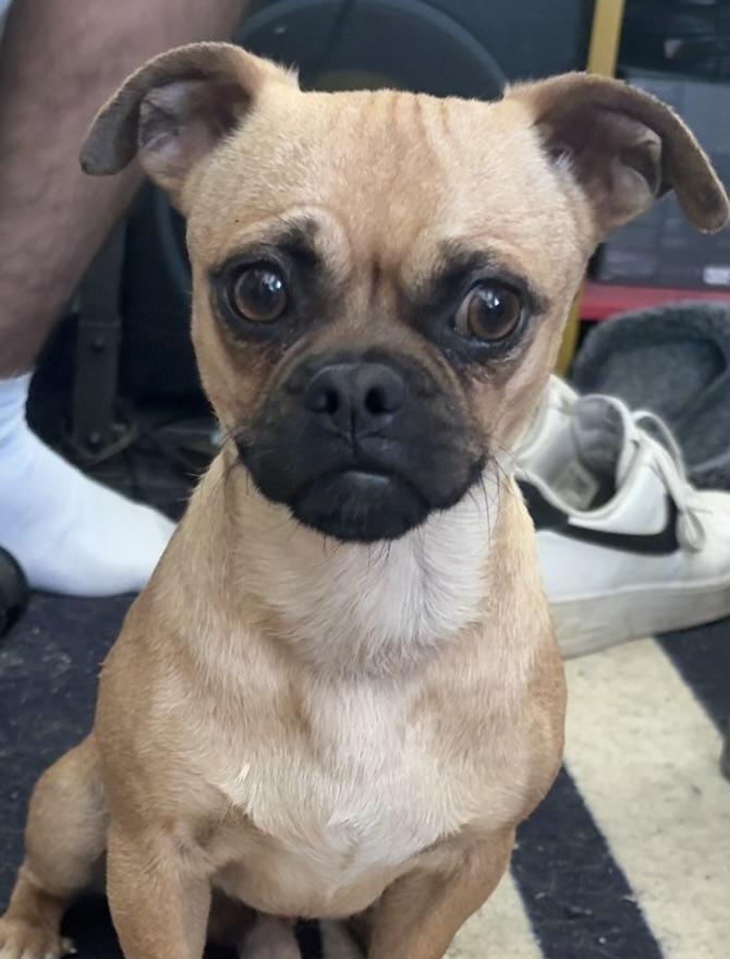 Lil Man , ADOPTABLE, Young Male Pug.