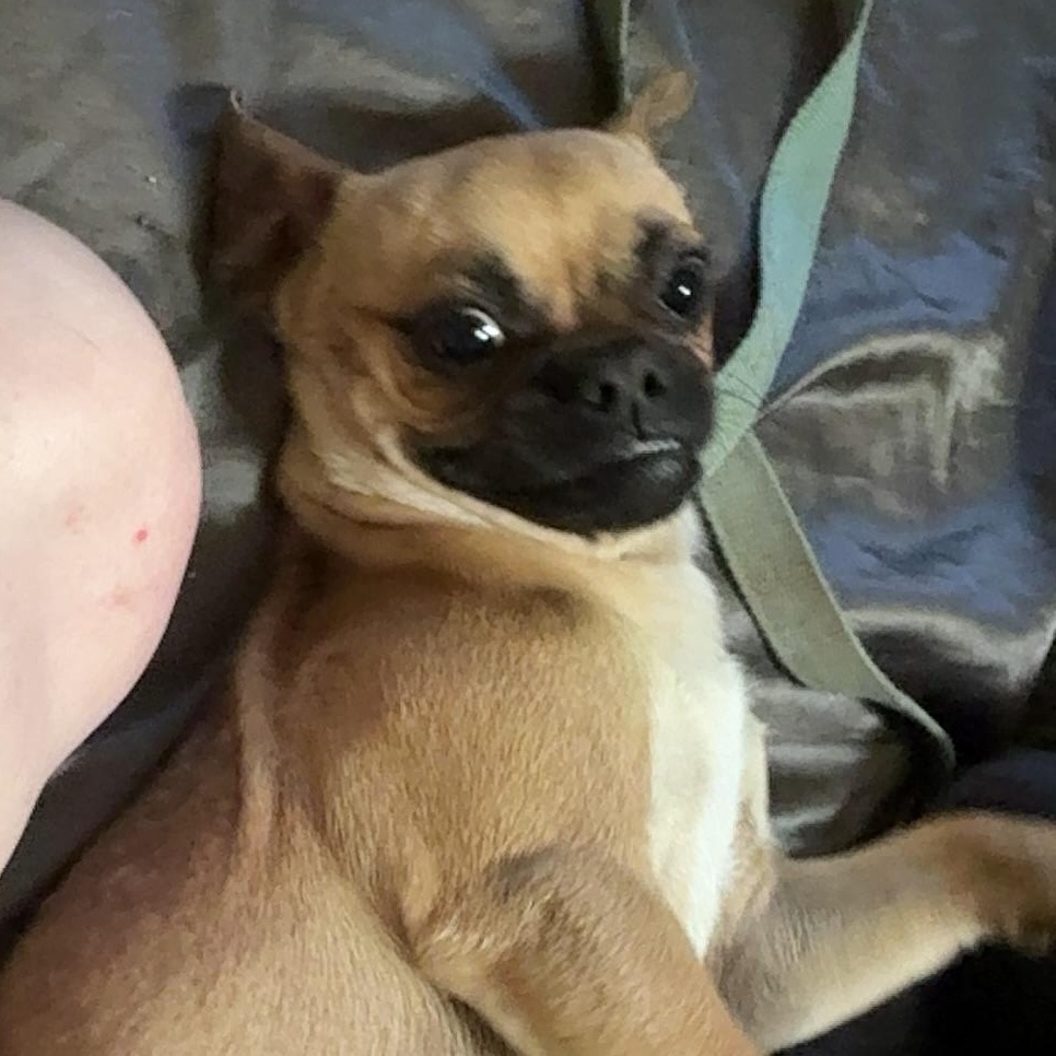 Enlarge Lil Man , a ADOPTABLE mixed breed in Wildomar, CA image 4/5