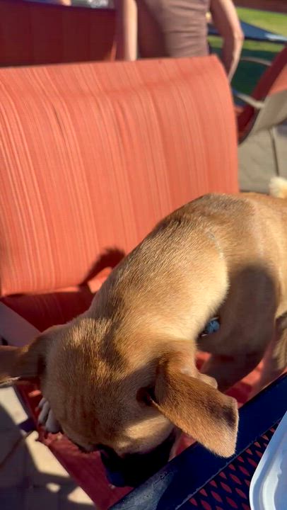 Enlarge Lil Man , a ADOPTABLE mixed breed in Wildomar, CA video 5/5