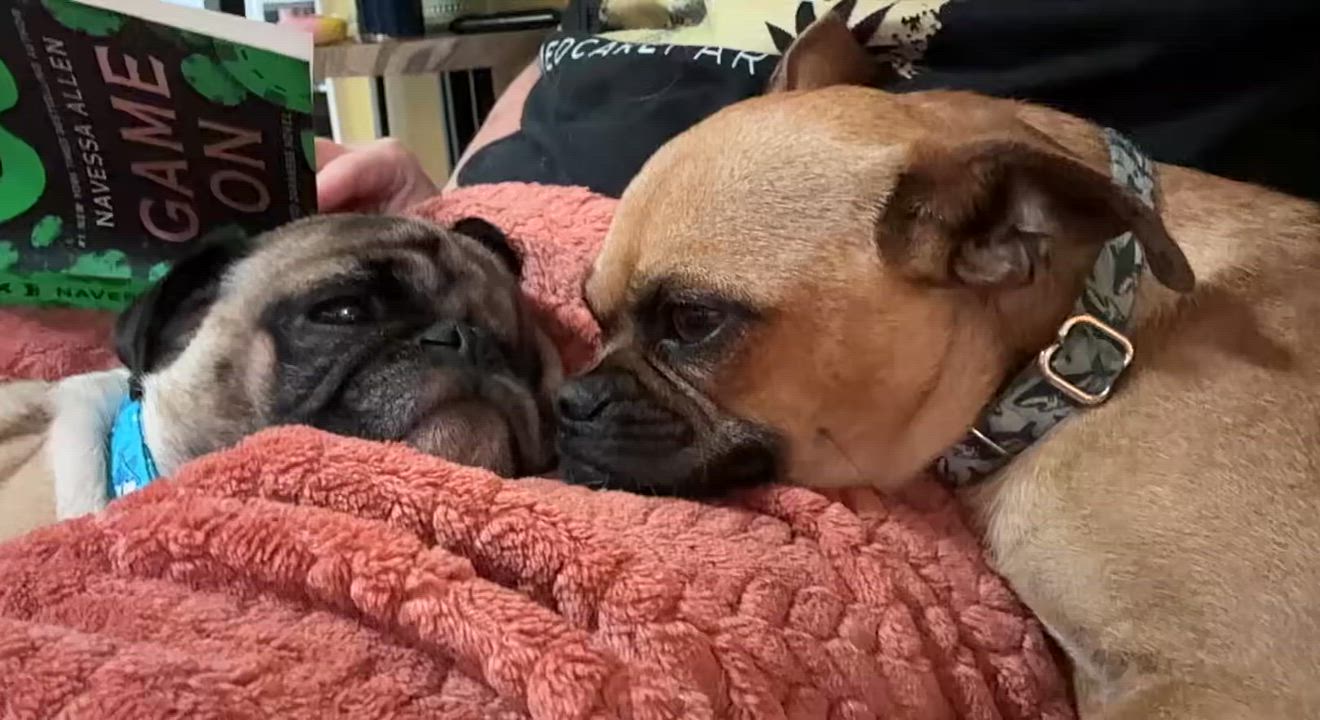 Enlarge Lil Man , a ADOPTABLE mixed breed in Wildomar, CA video 2/5