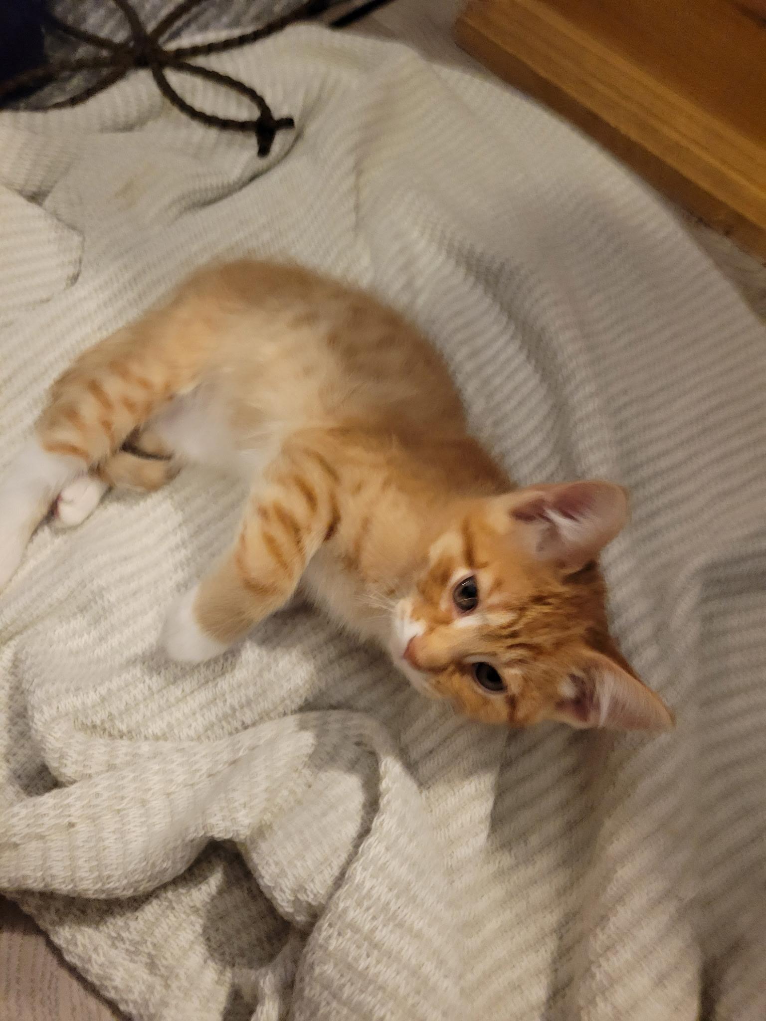 Theo, Adoptable, Kitten Male Tabby.