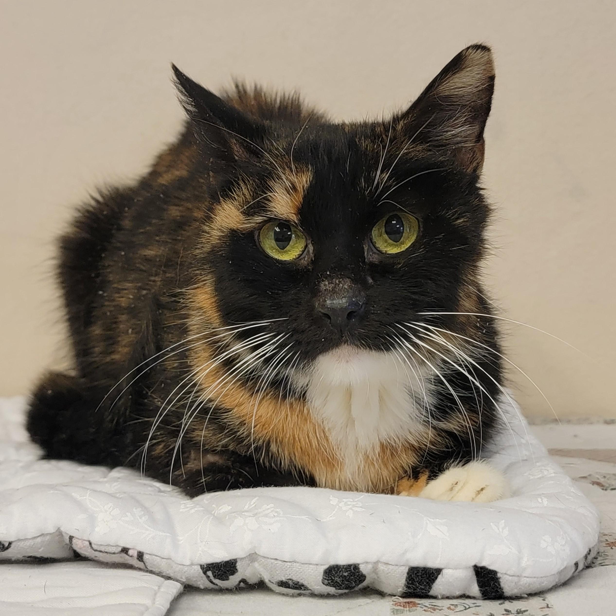 Enlarge Gilly, a ADOPTABLE mixed breed in ALPINE, TX image 2/3