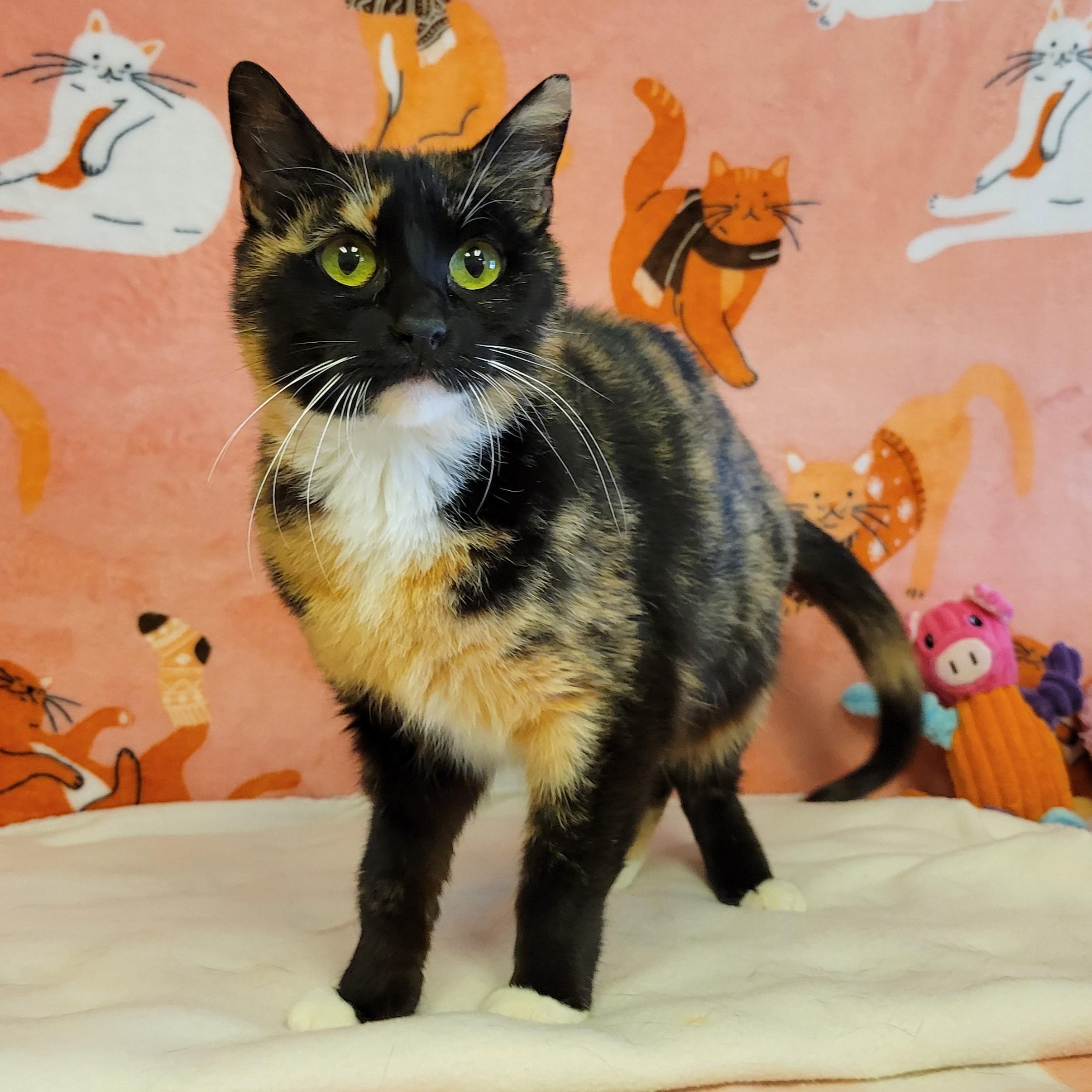 Enlarge Gilly, an adopted mixed breed in ALPINE, TX image 1/5