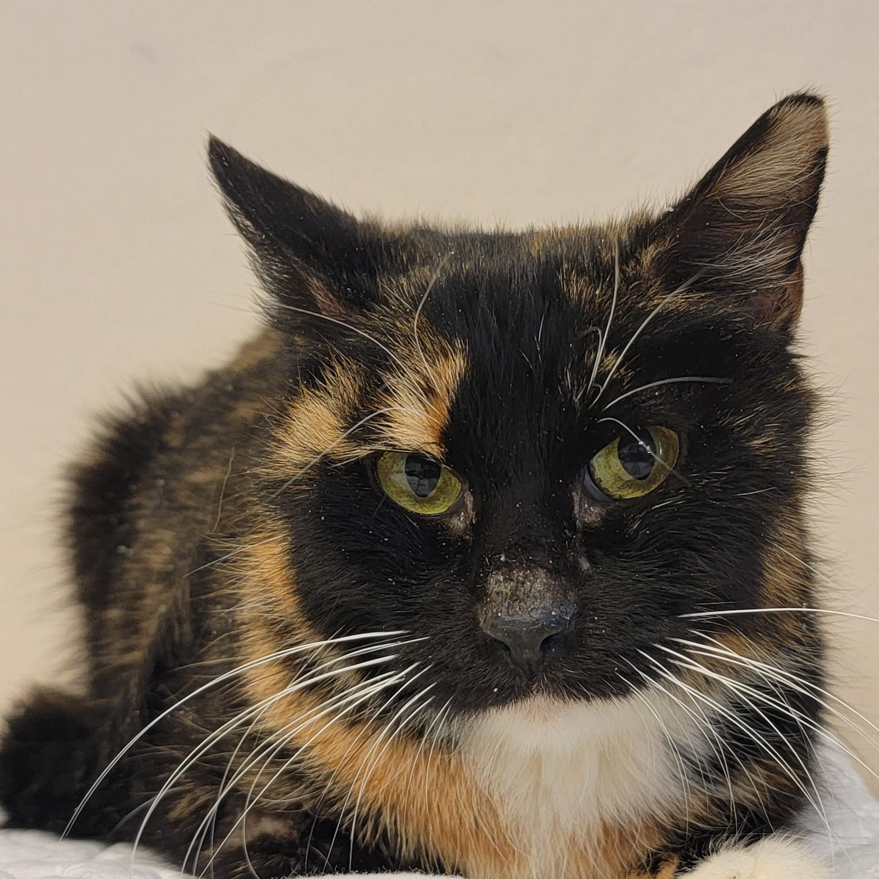 Gilly — thumbnail 2