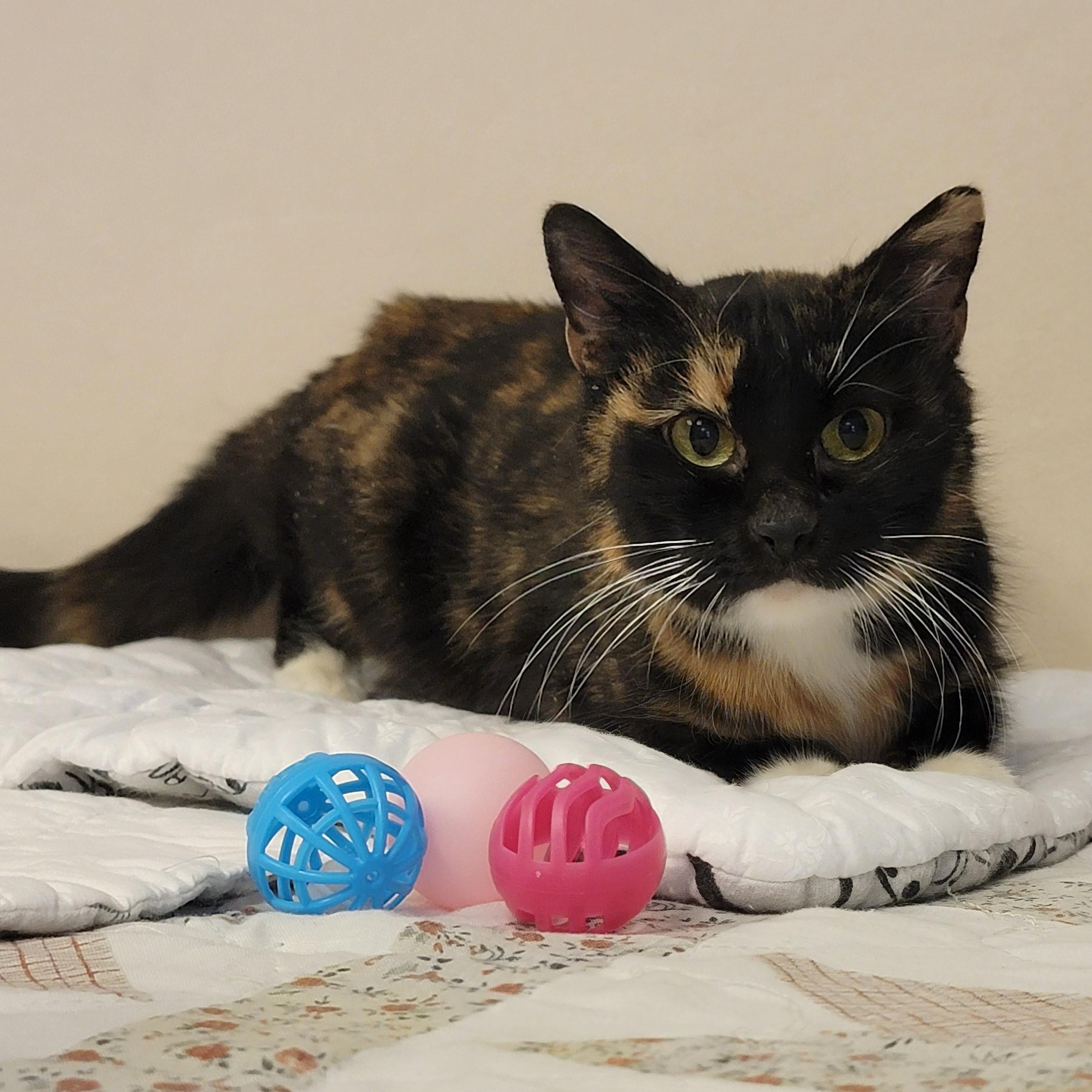 Gilly, ADOPTABLE, Senior Female Domestic Medium Hair.