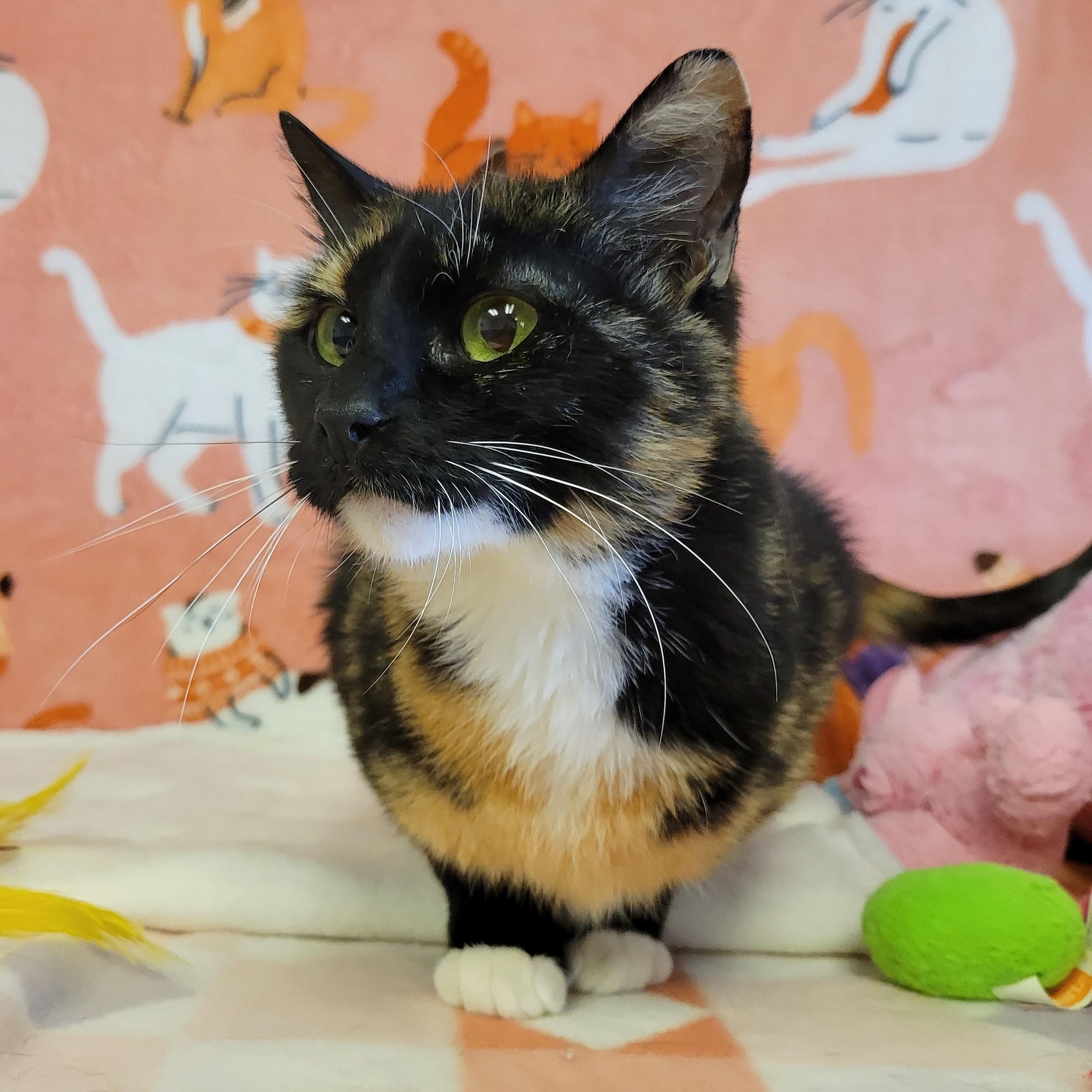 Enlarge Gilly, an adopted mixed breed in ALPINE, TX image 3/5