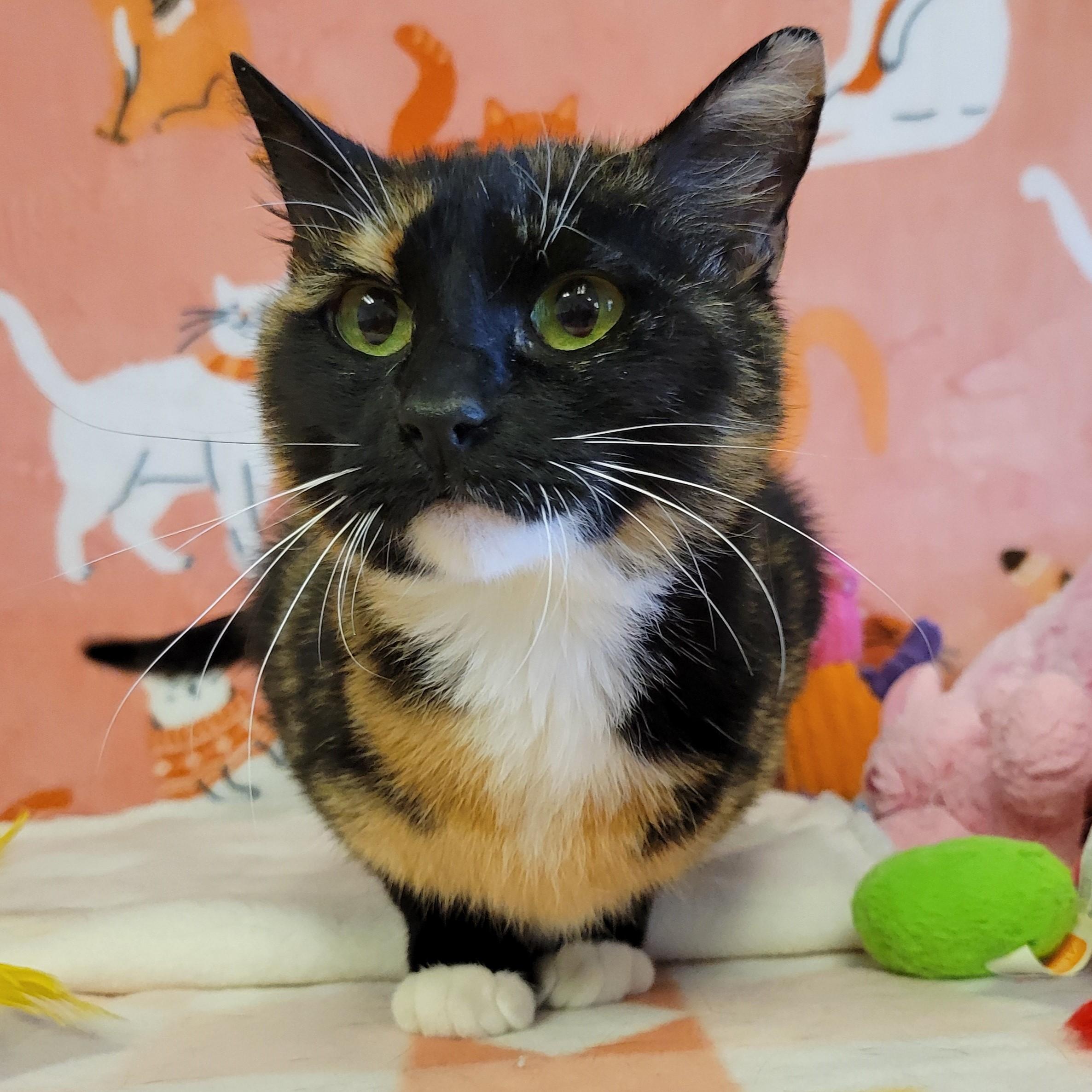 Enlarge Gilly, an adopted mixed breed in ALPINE, TX image 2/5