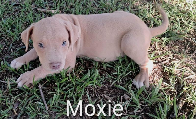 Jiggy pups, a ADOPTABLE mixed breed in Brooksville, FL image 6/6