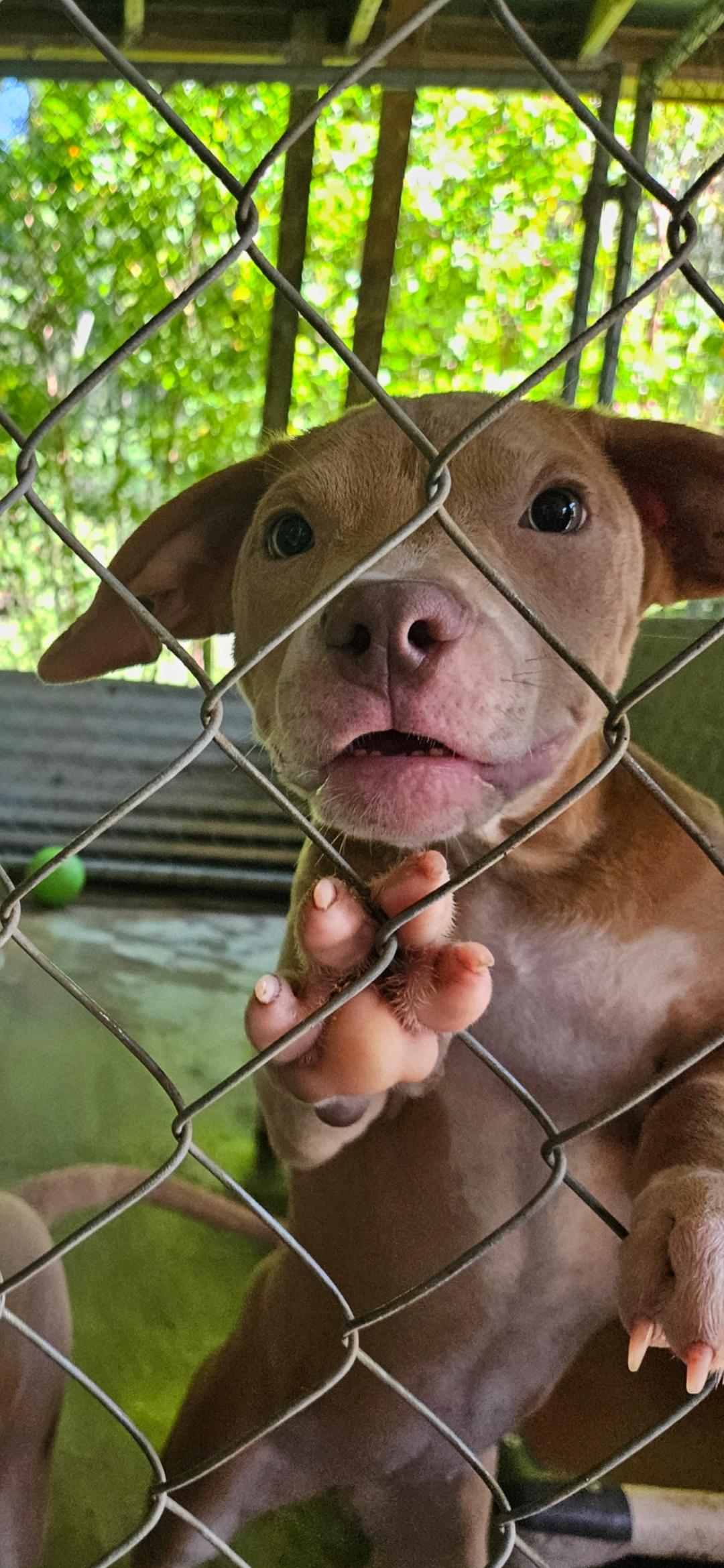 Enlarge Jiggy pups, a ADOPTABLE mixed breed in Brooksville, FL image 3/6