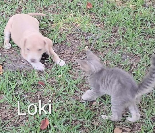 Jiggy pups, a ADOPTABLE mixed breed in Brooksville, FL image 5/6