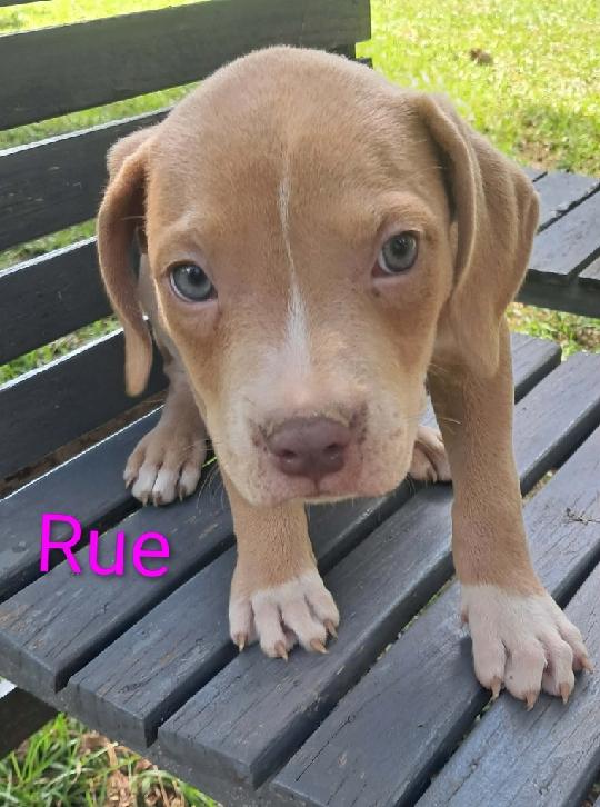 Jiggy pups, a ADOPTABLE mixed breed in Brooksville, FL image 4/6