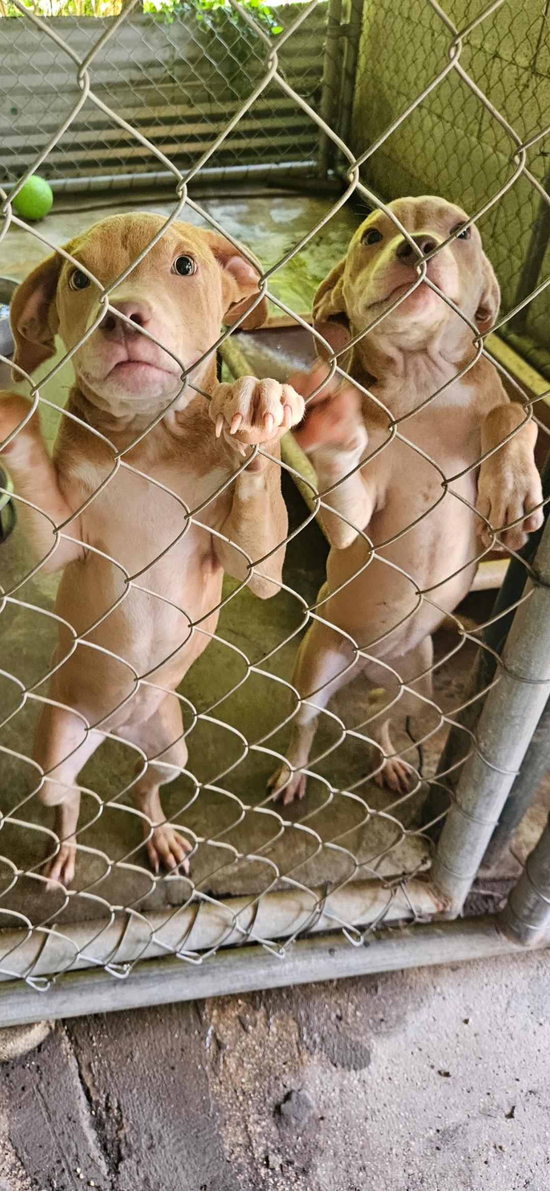 Enlarge Jiggy pups, a ADOPTABLE mixed breed in Brooksville, FL image 2/6