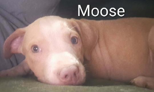 Jiggy pups, a ADOPTABLE mixed breed in Brooksville, FL image 3/6