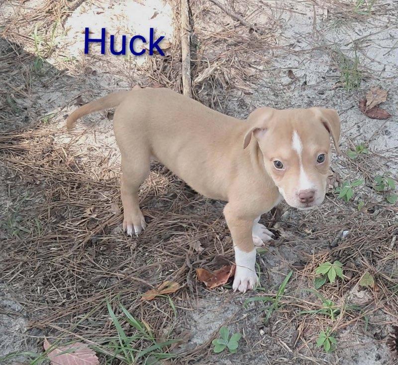 Jiggy pups, ADOPTABLE, Puppy Male Hound.