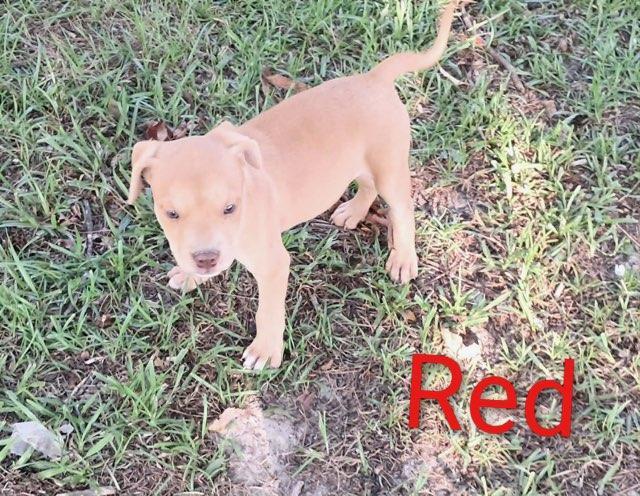 Jiggy pups, a ADOPTABLE mixed breed in Brooksville, FL image 2/6