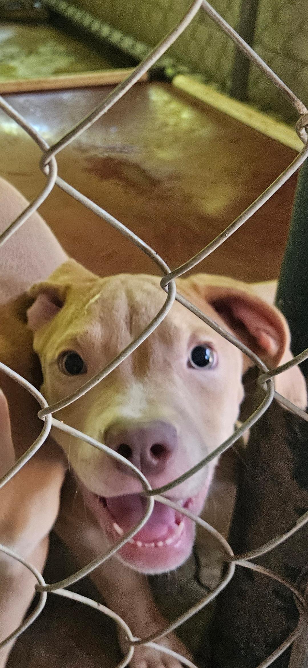 Enlarge Jiggy pups, a ADOPTABLE mixed breed in Brooksville, FL image 5/6