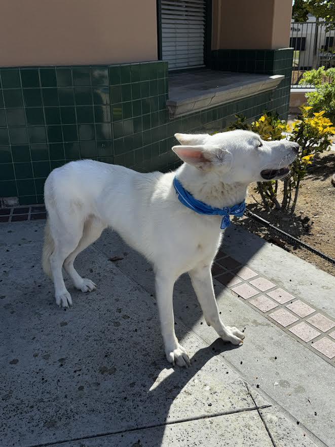Canelo, Adoptable, Young Male White German Shepherd.