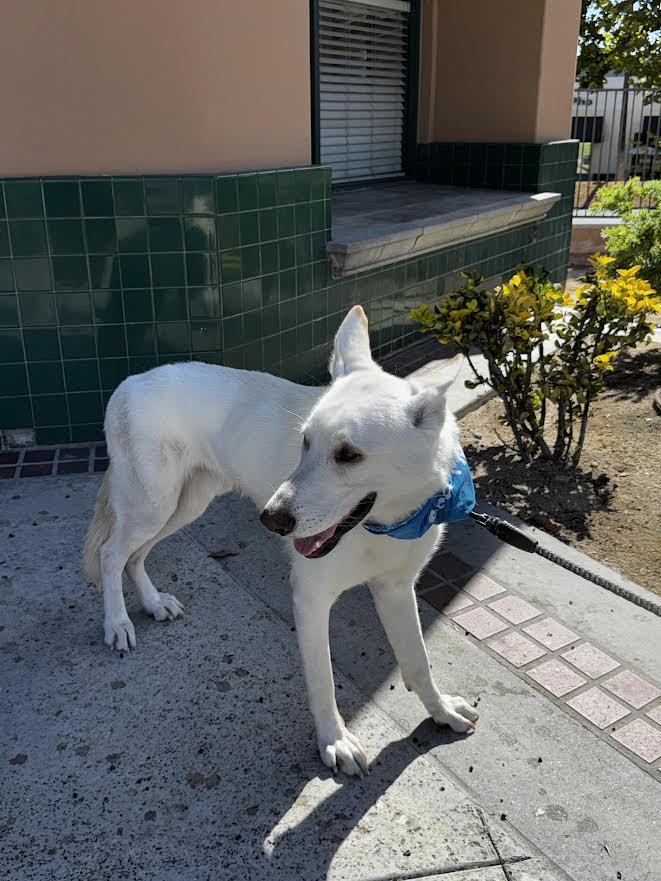 Canelo, a Adoptable White German Shepherd in Irvine, CA image 2/3