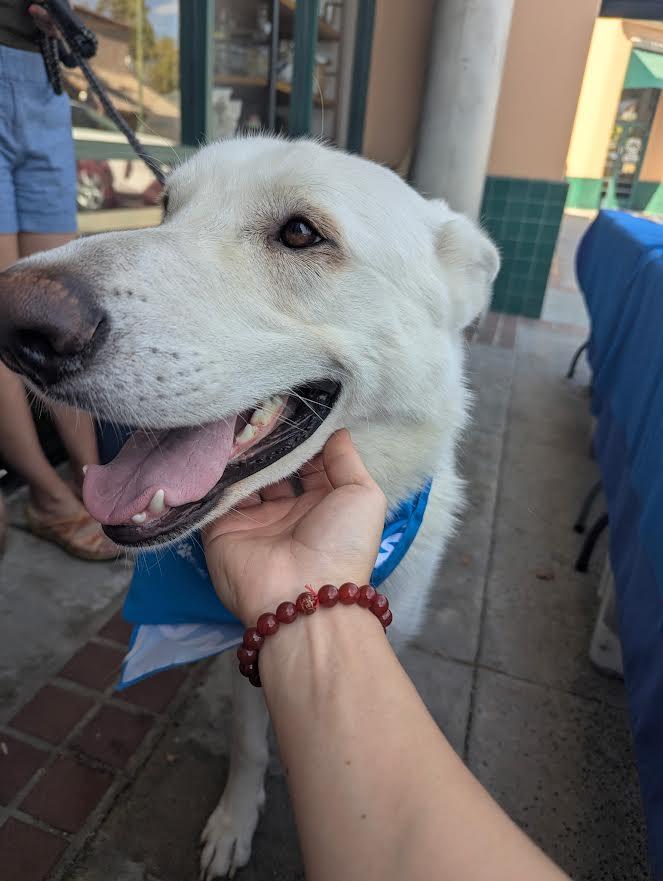 Canelo, a Adoptable White German Shepherd in Irvine, CA image 3/3