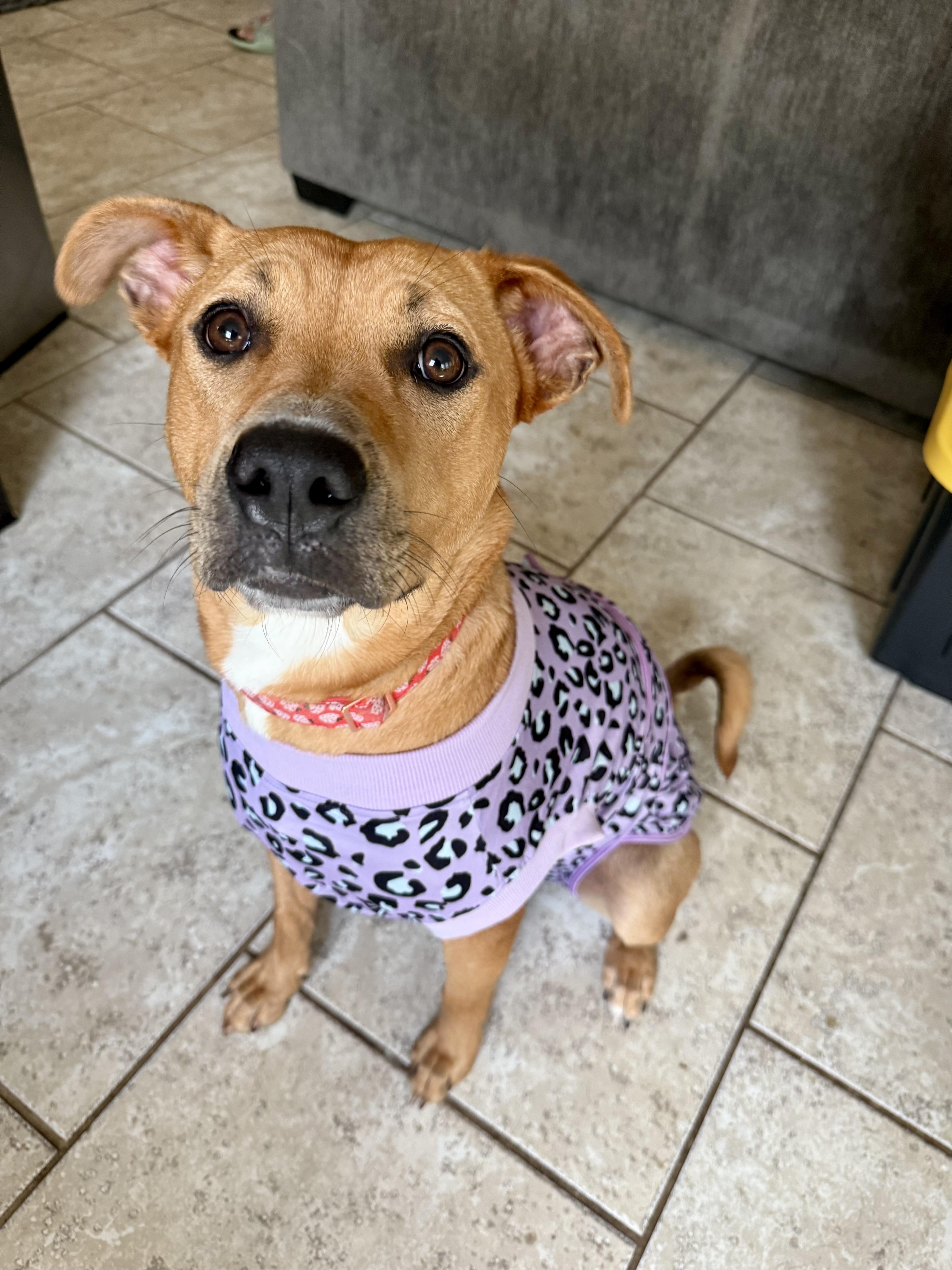 Enlarge Shelly, a Adoptable mixed breed in Highland , IN image 2/6