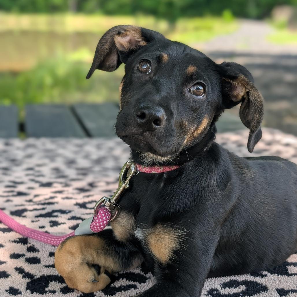 Enlarge Pez 04-0105, a Adoptable mixed breed in Tyrone, GA image 1/6