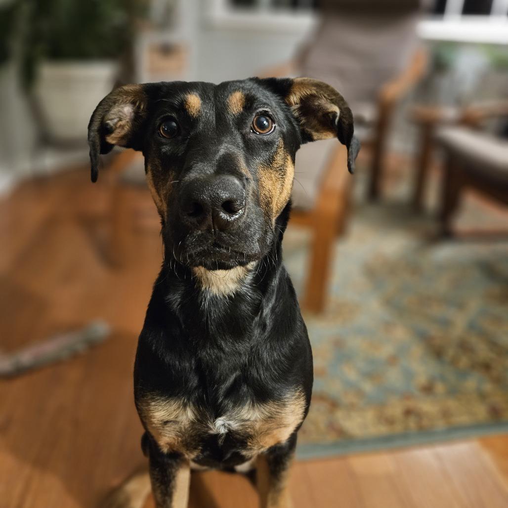 Enlarge Pez 04-0105, a Adoptable mixed breed in Tyrone, GA image 2/6