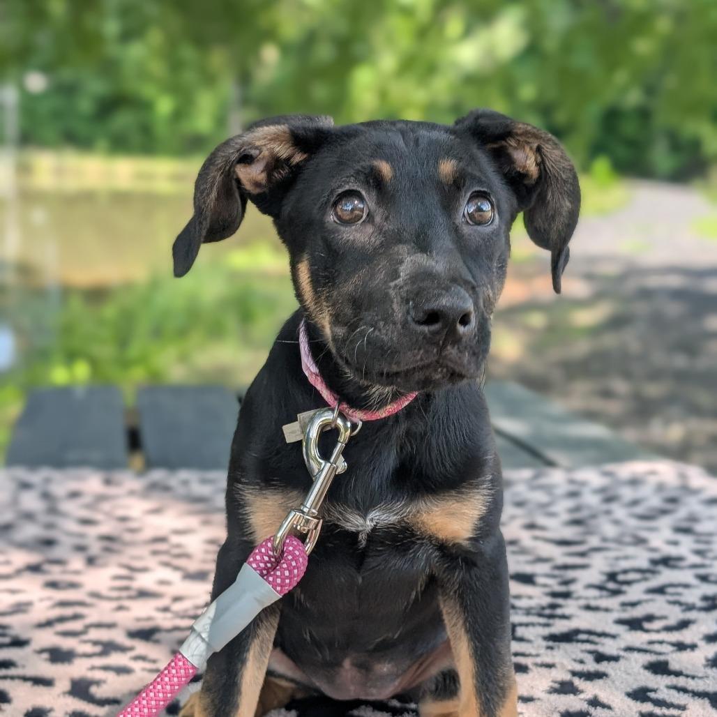 Enlarge Pez 04-0105, a Adoptable mixed breed in Tyrone, GA image 3/6