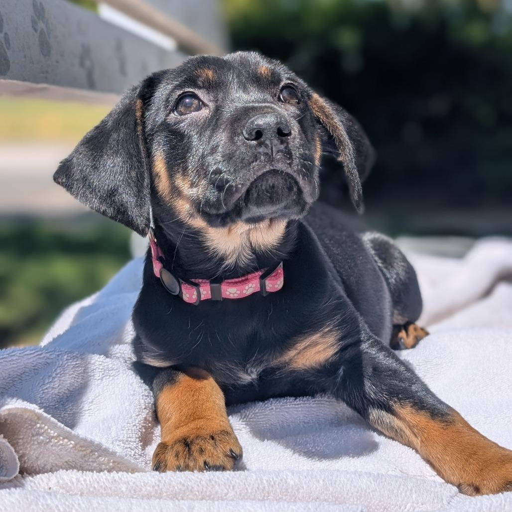 Enlarge Pez 04-0105, a Adoptable mixed breed in Tyrone, GA image 4/6