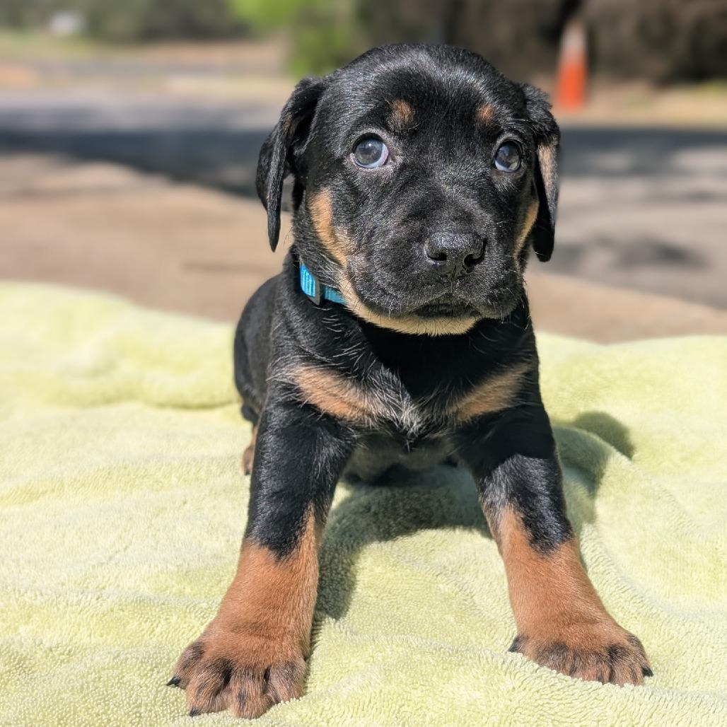 Enlarge Pez 04-0105, a Adoptable mixed breed in Tyrone, GA image 5/6