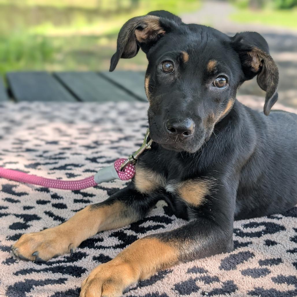 Enlarge Pez 04-0105, a Adoptable mixed breed in Tyrone, GA image 6/6