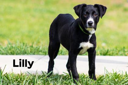 Lilly, adopted, Young Female Black Labrador Retriever.