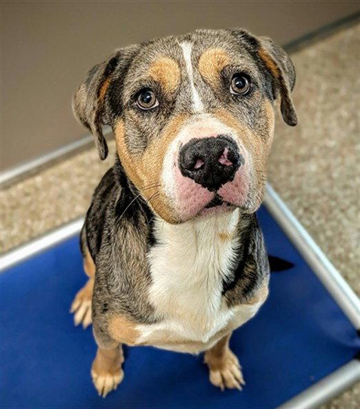 ZEUS, Adoptable, Adult Male Catahoula Leopard Dog.