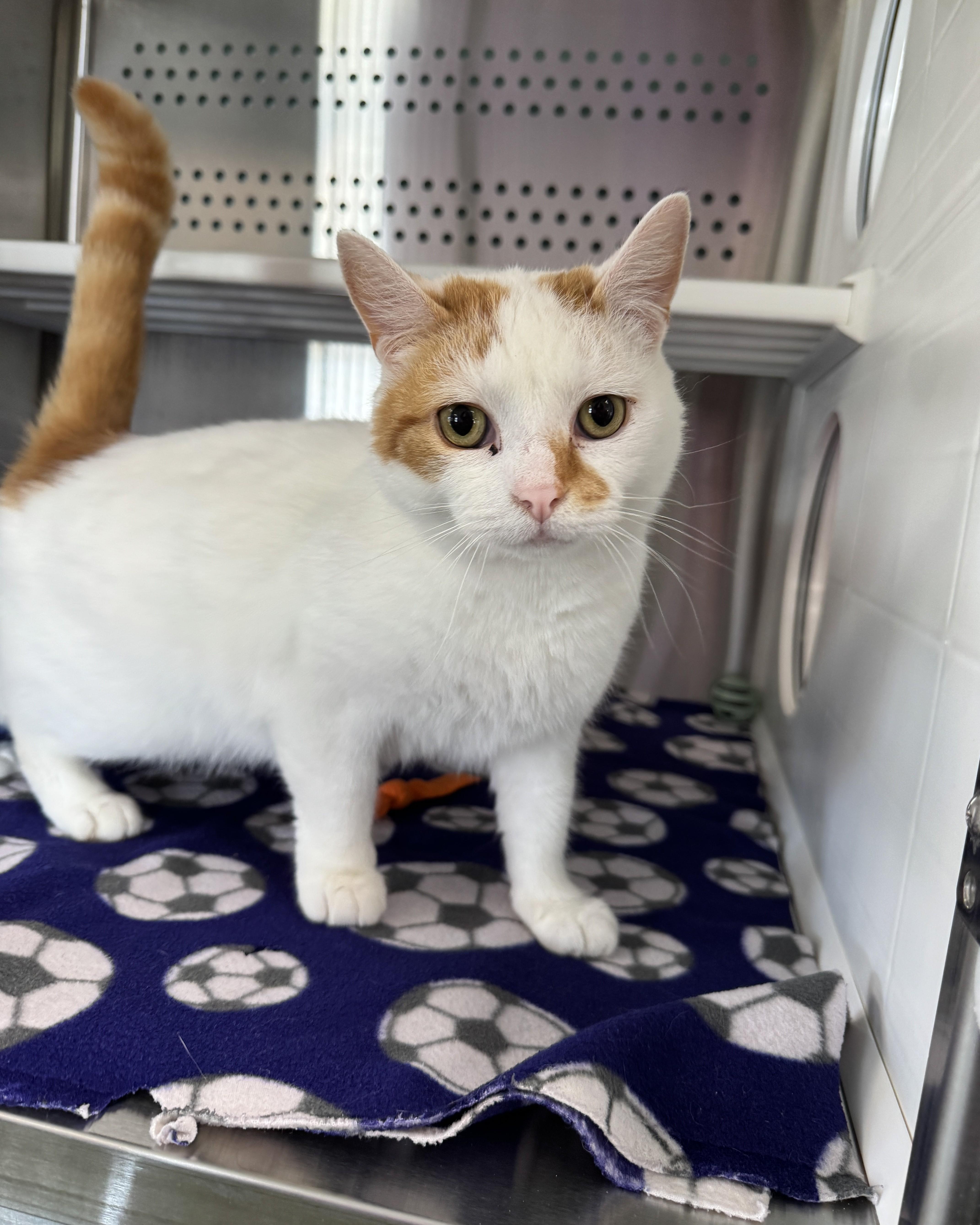 Enlarge Joker, a ADOPTABLE Domestic Short Hair in Seneca, PA image 1/3