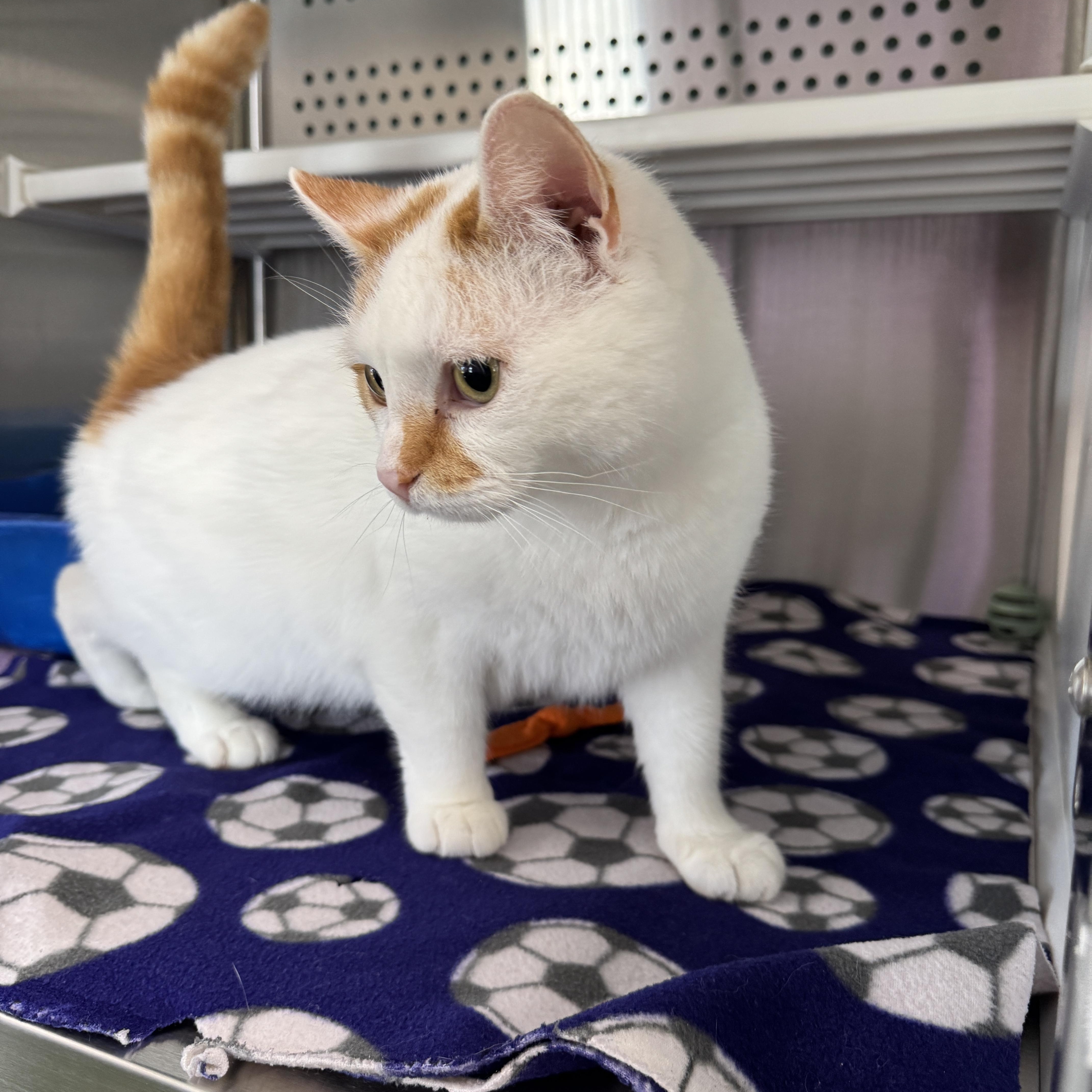 Enlarge Joker, a ADOPTABLE Domestic Short Hair in Seneca, PA image 2/3