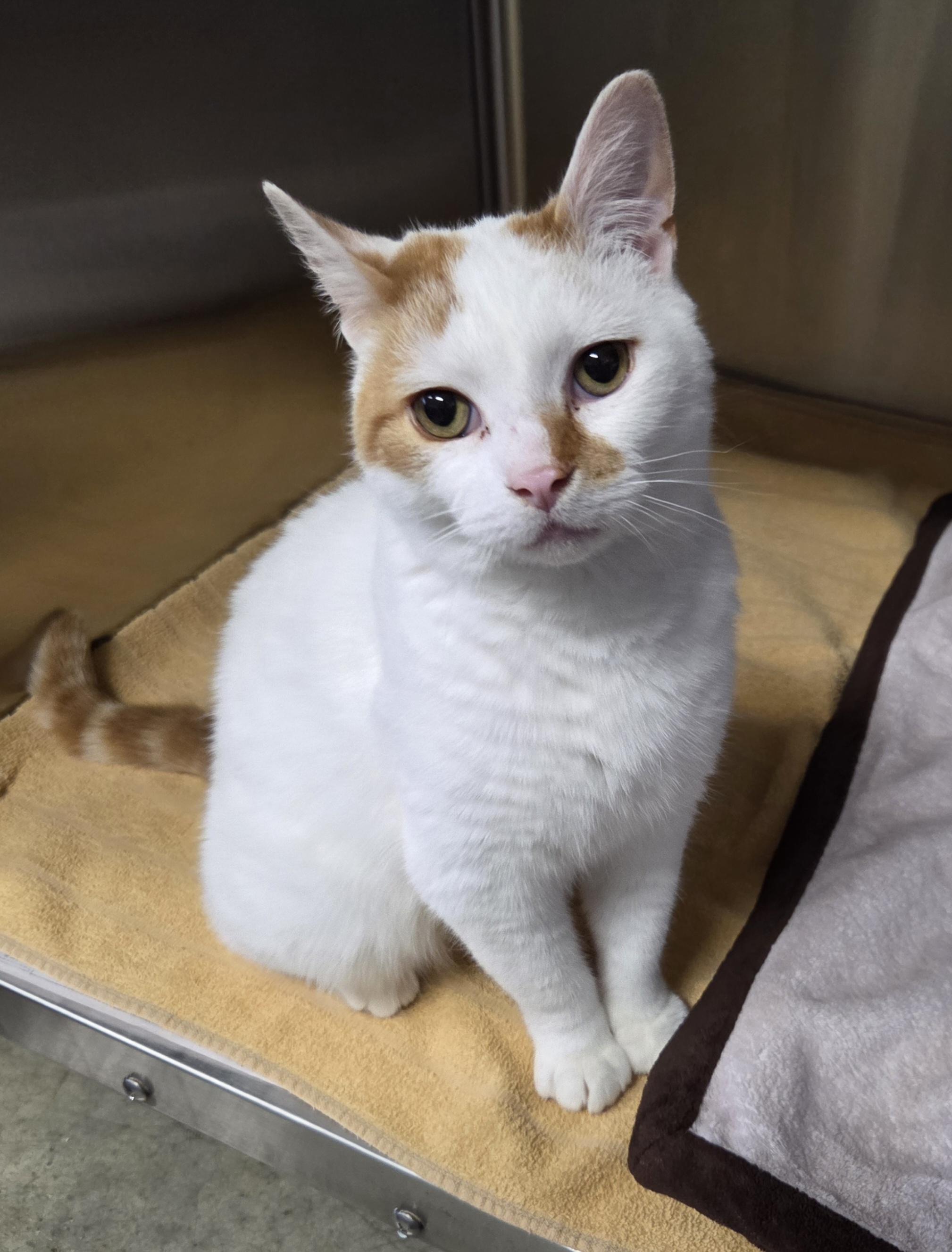 Enlarge Joker, a ADOPTABLE Domestic Short Hair in Seneca, PA image 3/3