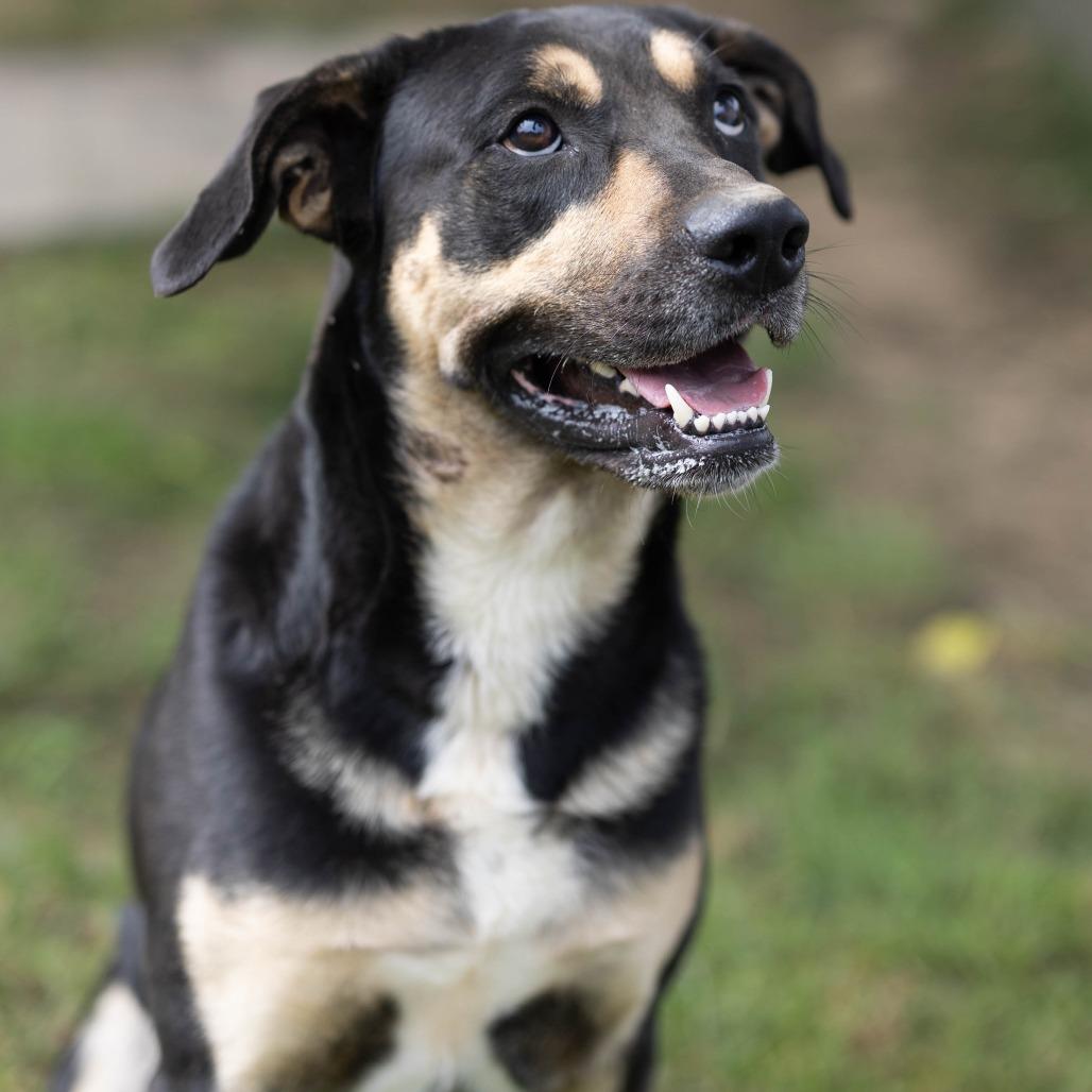 Ranger, a Adoptable mixed breed in Talbott, TN image 1/4