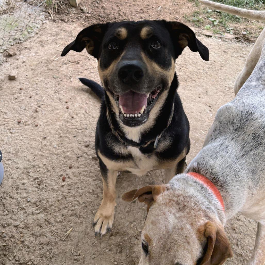 Ranger, a Adoptable mixed breed in Talbott, TN image 2/4
