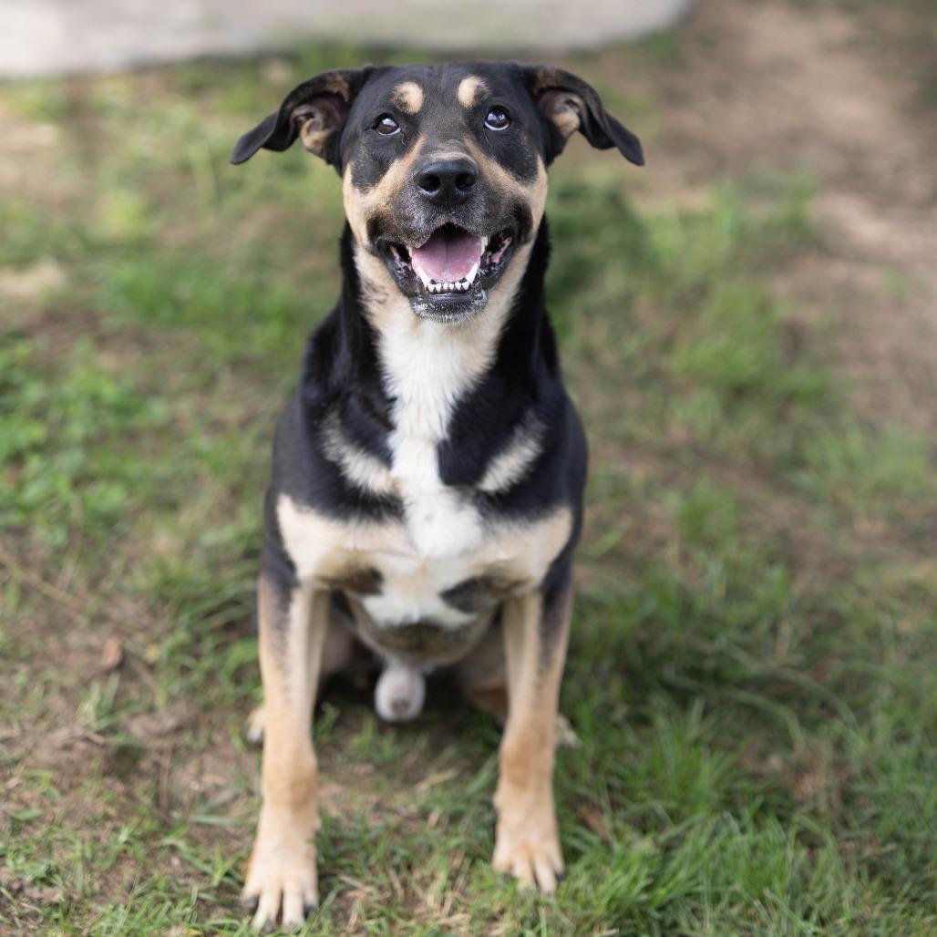 Ranger, a Adoptable mixed breed in Talbott, TN image 3/4